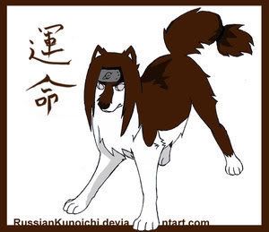 Neji Wolf