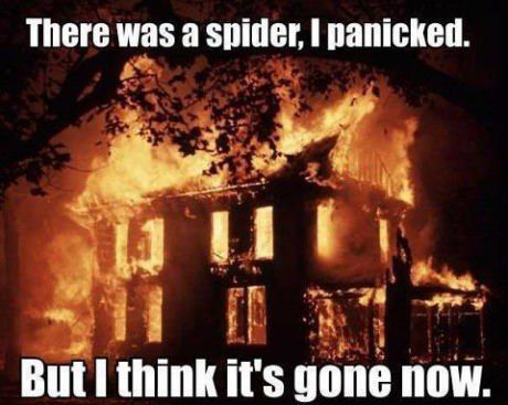 there-was-a-spider-i-panicked-but-i-thin