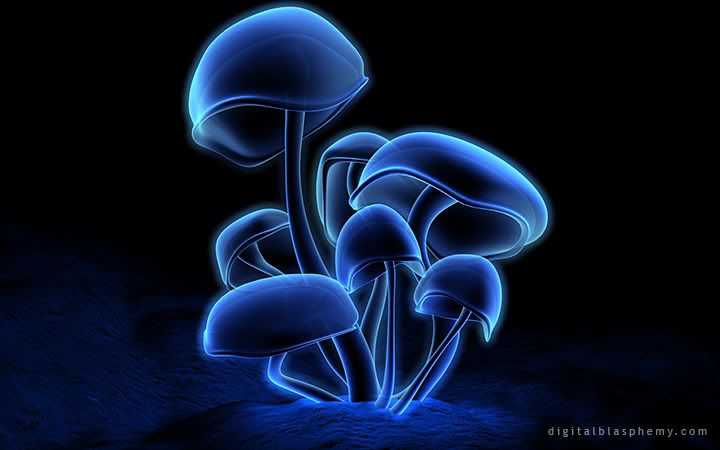 Mushroom Pictures, Images and Photos
