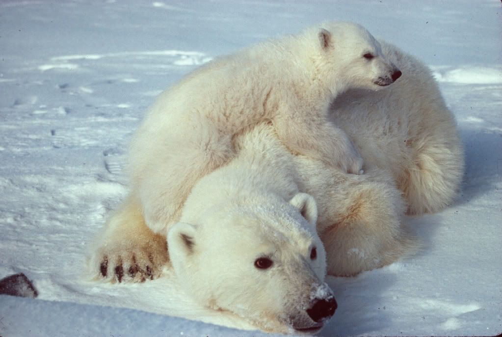 Ursus_maritimus_Polar_bear_with_cub.jpg