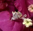 Mantis-Bougainvillea-av.jpg