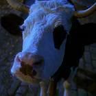 SpiritFolk_vache-av.jpg