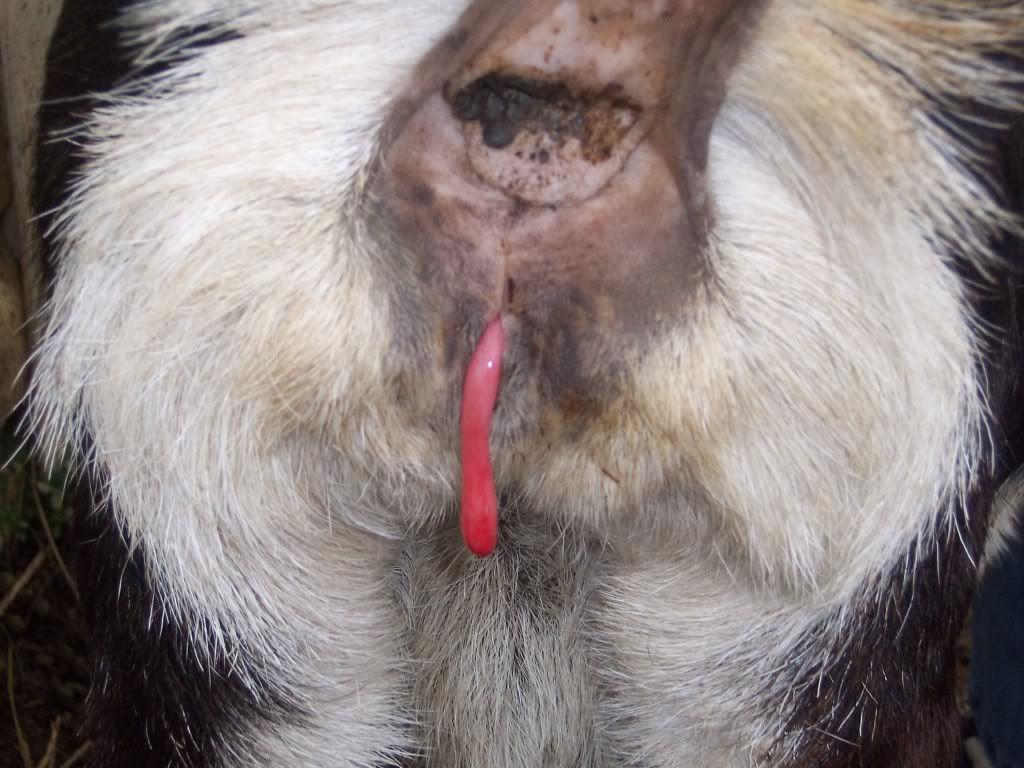 Help! - Pink fleshy thing hanging - Goats
