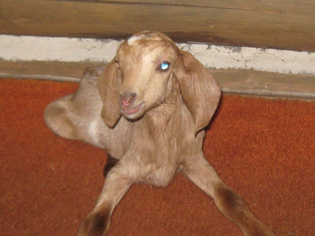 Ligs are gone - again - Goats