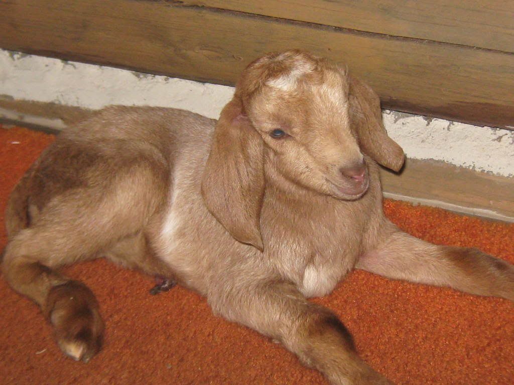 Ligs are gone - again - Goats