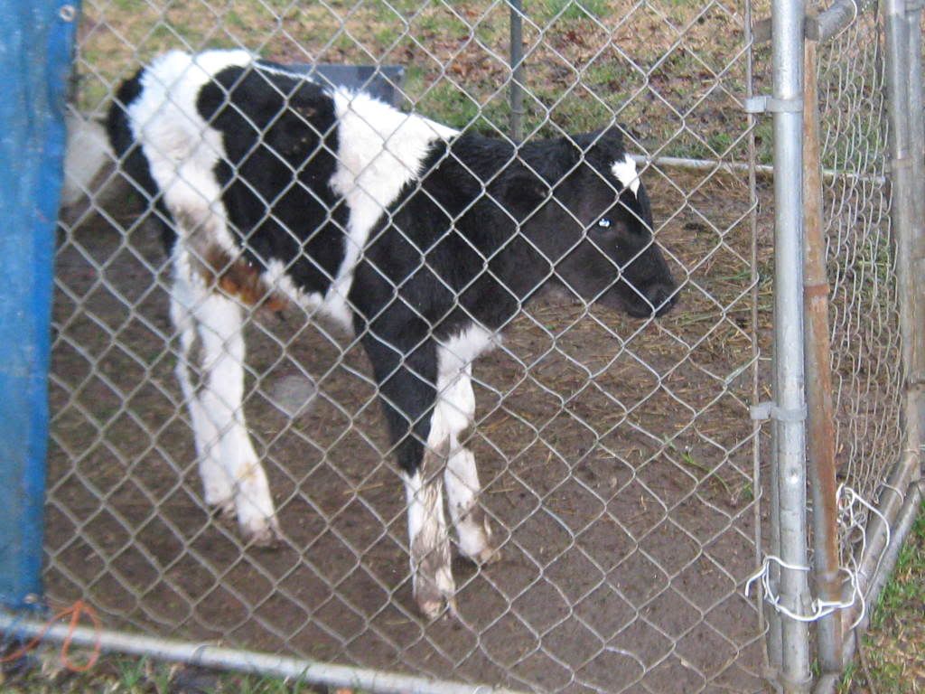 Meet Ribeye - Cattle