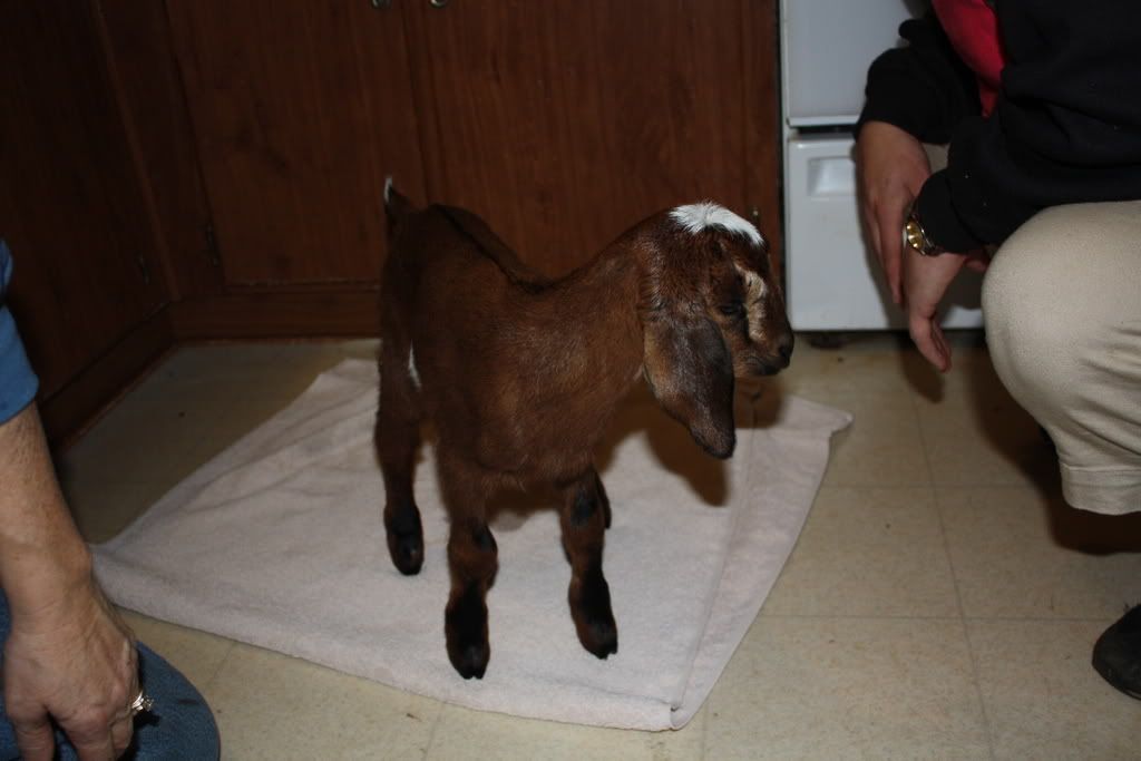 New Baby - Goats