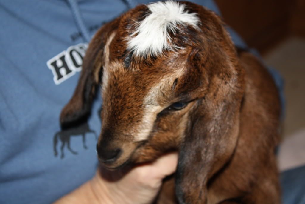 New Baby - Goats