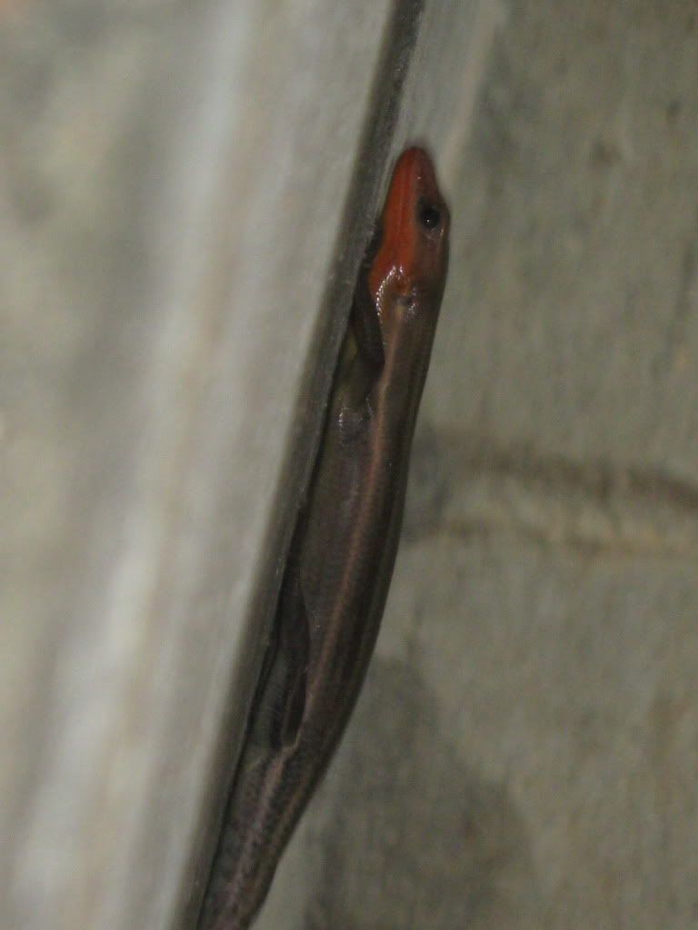 What kind of lizard is this? - Homesteading Questions