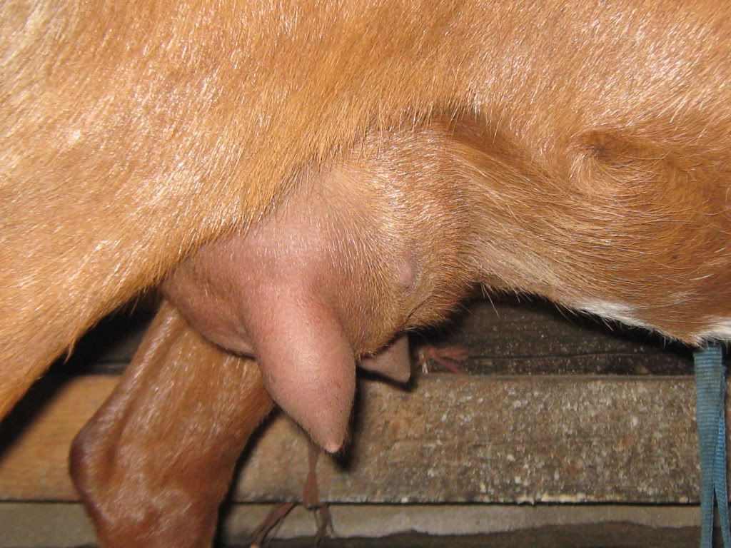 How is this udder? - Goats
