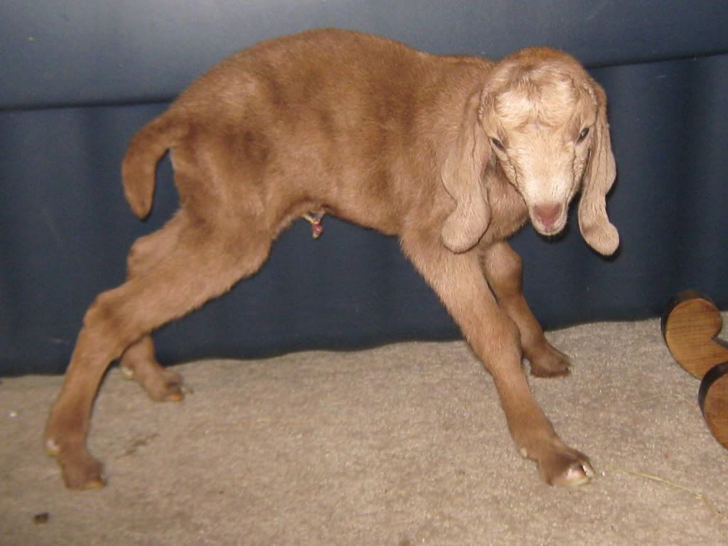 Better baby pics - Goats