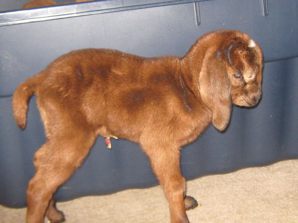 Better baby pics - Goats