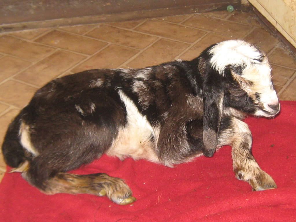 We've got goo!!! - Goats