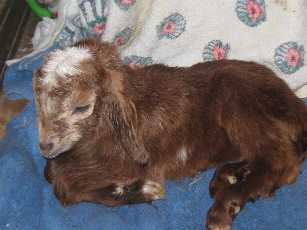 Goo again!!  Last doe! - Goats