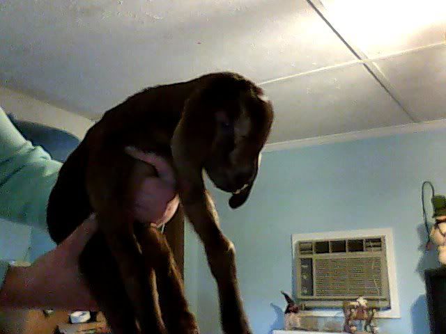 Finally got pics of the new babies - Goats