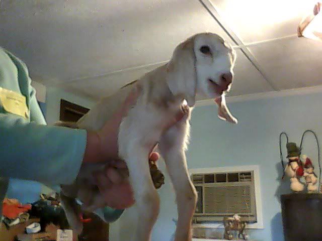 Finally got pics of the new babies - Goats