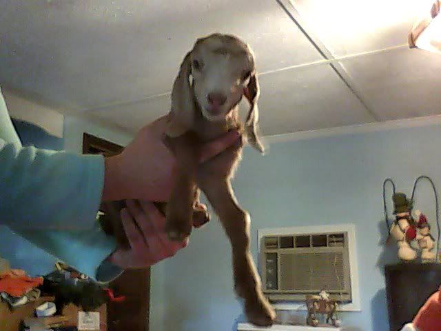 Finally got pics of the new babies - Goats