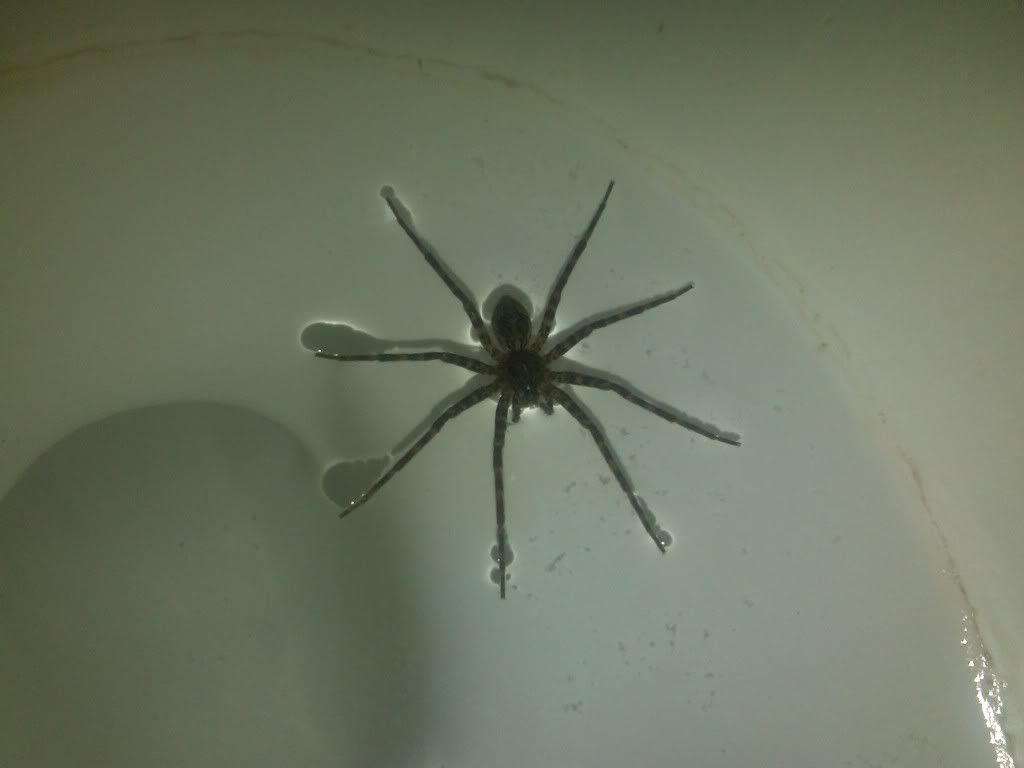 Spider On Toilet