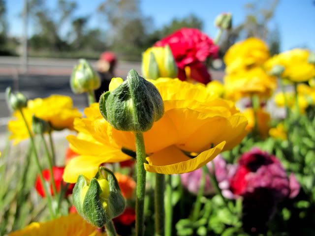Lake Mission Viejo, Flowers