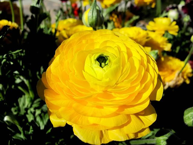 Lake Mission Viejo, Flowers