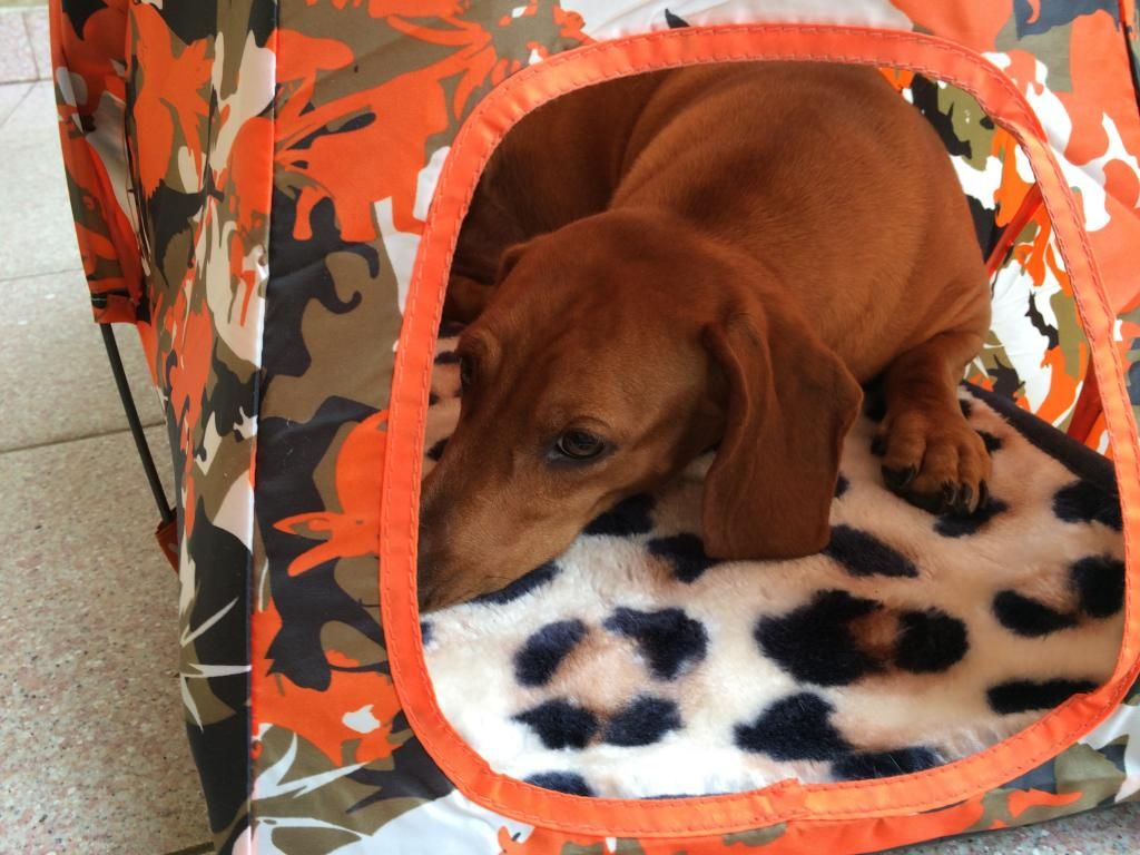 HCM lều cho chó cực bền,cực đẹp,cực rẻ! - 6