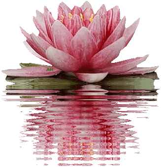 Lotus roze water photo LotusRoze.gif