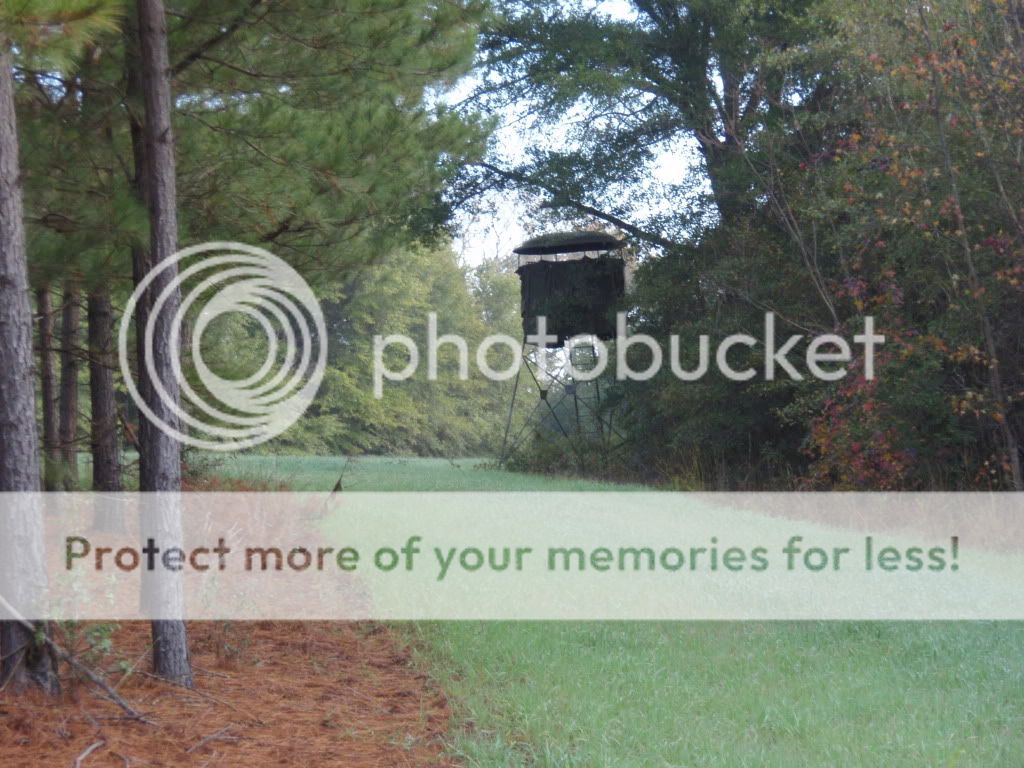 Deer Stands & food plots from traditional middle Georgia hunting club ...